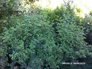 Weigela 'Variegata' 1 